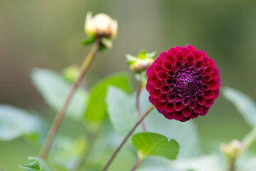 Fresh purple flame dahlia flower blooming in the botanical garden. Blurred background.