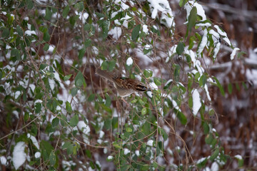 Majestic White-Throated Sparrow Foraging