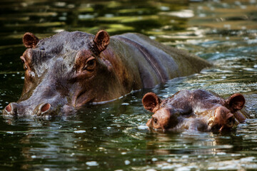 hippopotamuses submerged in water poking their heads out of the water