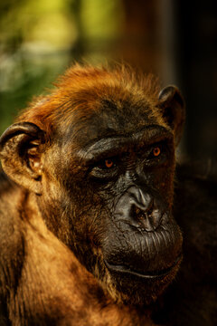 Portrait Of Chimpanzee At Sunset With Yellow Light