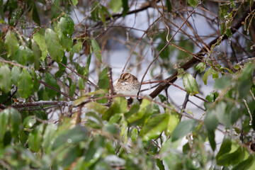 Curious White-Throated Sparrow