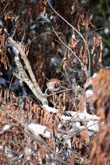 Curious White-Throated Sparrow Looking Down