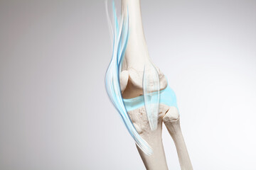Knee cartilage bone and muscles pain, human leg anatomy illustration	
 - obrazy, fototapety, plakaty