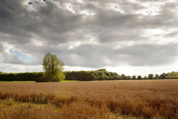 Fototapeta na wymiar Buckinghamshire countryside in the uk
