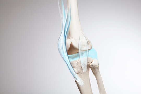 Knee cartilage bone and muscles pain, human leg anatomy illustration	
