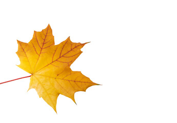 autumn maple leaf