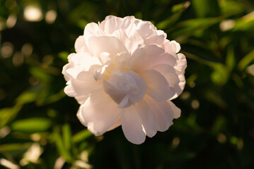 White peony flower in sunny rays.
