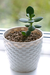 crassula in white pot, home plant, save money, healthy, flower, blurred background