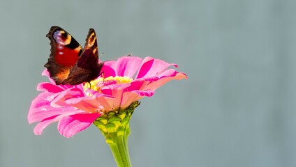 Motylek na różowym kwiatku