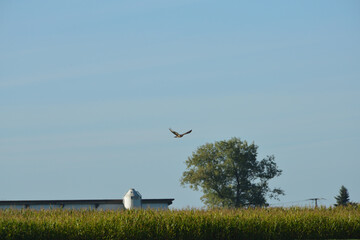 Flying buzzard 