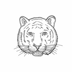 Drawing, engraving, ink, line art, vector illustration animal tiger new year 2022 concept sketch in silhouette on a white background.
