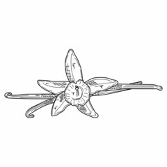 Drawing, engraving, ink, line art, vector illustration delicious vanilla pods flower sketch in silhouette on a white background.