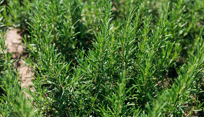 Fresh Rosemary Herb grow outdoor. Plant Ready to Cook, healthy food concept, top view. Organic farming. Home Gardening. Ingredients for dish