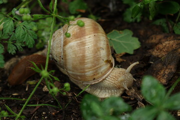 Snail on earth