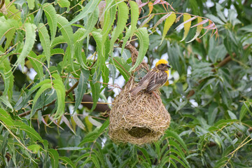 Weaver bird at work in nest