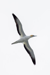 Australasian Gannet in New Zealand