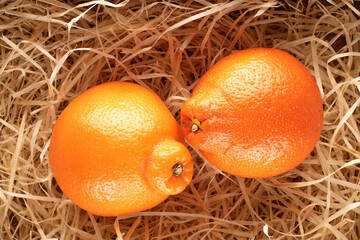 Two juicy sweet minneols on wood shavings, close-up, top view.