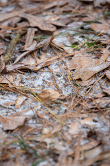 Sleet on the Ground