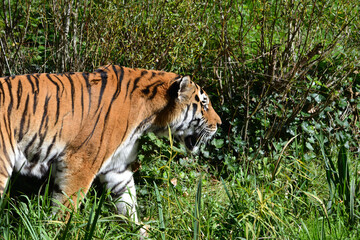 Tiger in the zoo