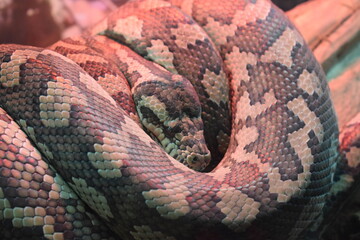 close up of a snake