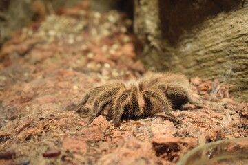 spider on the ground