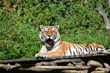Tiger in the zoo