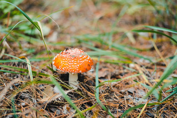 Fly agaric mushroom in forest. Amanita in the forest. Poisonous mushrooms. 