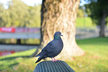 pigeon in the park