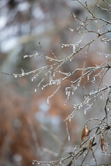 Ice on a Tree
