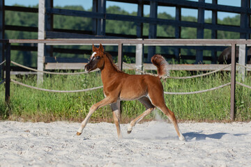 Young pretty arabian horse foal runs and frolics summer background