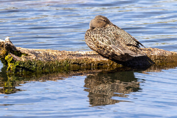 Australasian Shoveler in New Zealand