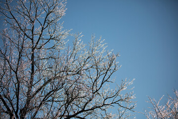 Fototapeta na wymiar Ice on a Tree