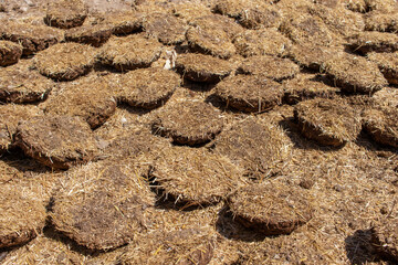 Drying camel dung fuel. Harran, Turkey.