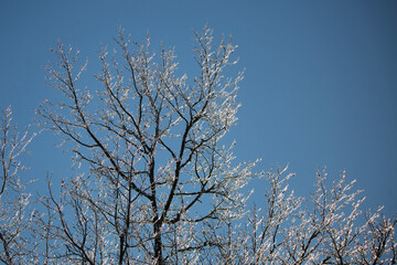 Ice on a Tree