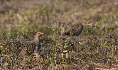 The grey partridge (Perdix perdix), also known as the English partridge, Hungarian partridge, or hun