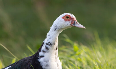 Domestic ducks (Anas platyrhynchos) are raised for meat, eggs and down.