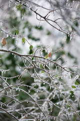 Ice Hanging from a Bush