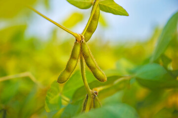 Stem of agricultural plant soybeans with yellow pods in a field against a blue sky. Soybean harvest. Selective focus.