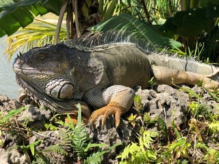 iguana on the rock