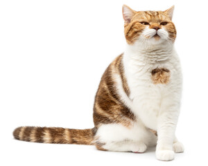 Angry Cat Grumpy and serious Looking in Camera Isolated on white background, Front view. Cat sitting with evil look. British shorthair with red marble colored