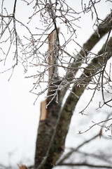 Broken Tree on a Gray Day