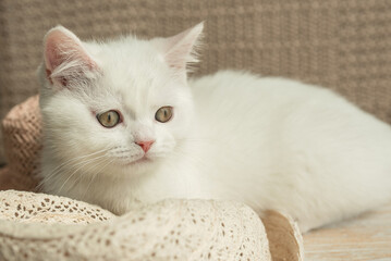 cat, animal, kitten, pet, feline, domestic, fur, pets, kitty, eyes, cute, mammal, nature, animals, eye, tabby, furry, hair, looking, ears, whiskers, cats, head, baby, shorthair, White cat, gray cat