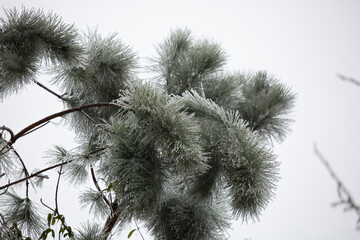 Iced Pine Tree