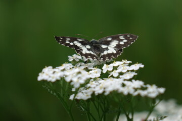butterfly on a flower