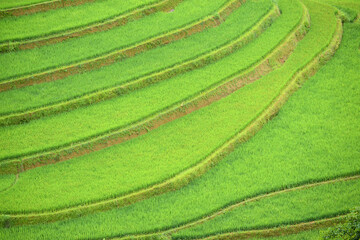 green rice field