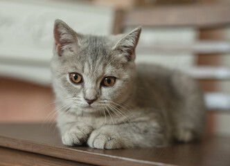 cat, animal, kitten, pet, feline, domestic, fur, pets, kitty, eyes, cute, mammal, nature, animals,...