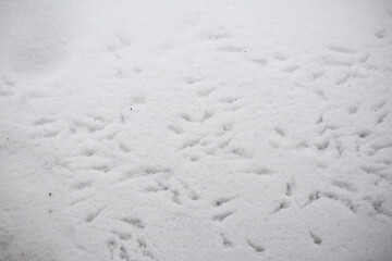 Bird Tracks in Shallow Snow