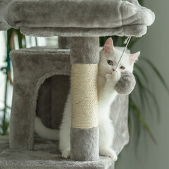 cat, animal, kitten, pet, feline, domestic, fur, pets, kitty, eyes, cute, mammal, nature, animals,...