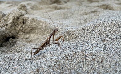 Gottesanbeterin am Strand