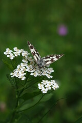 butterfly on a flower